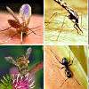 Аллергены насекомых и их ядов